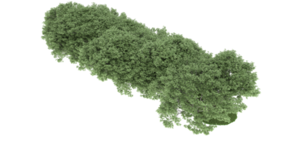 realistischer wald lokalisiert auf transparentem hintergrund. 3D-Rendering - Abbildung png