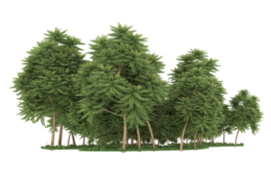 realistico foresta isolato su trasparente sfondo. 3d interpretazione - illustrazione png