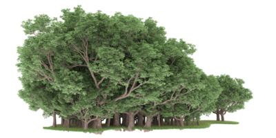 Realistic forest isolated on transparent background. 3d rendering - illustration png