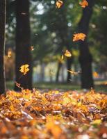 view of the autumn city park with trees and dry yellow leaves photo