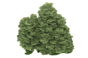 forêt réaliste isolée sur fond transparent. rendu 3d - illustration png