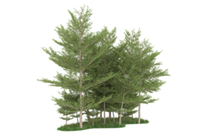 forêt réaliste isolée sur fond transparent. rendu 3d - illustration png