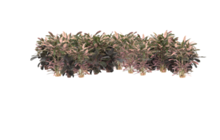 Realistic foliage isolated on transparent background. 3d rendering - illustration png