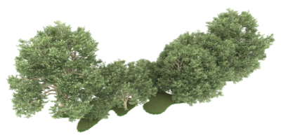 forêt réaliste isolée sur fond transparent. rendu 3d - illustration png