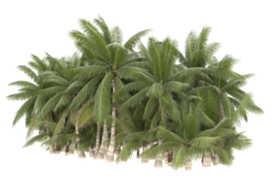 Palm trees isolated on transparent background. 3d rendering - illustration png