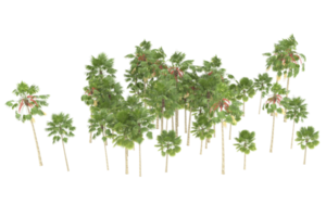 Palm trees isolated on transparent background. 3d rendering - illustration png