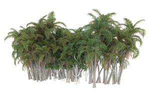 Palm trees isolated on transparent background. 3d rendering - illustration png