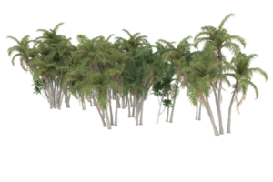 Palm trees isolated on transparent background. 3d rendering - illustration png