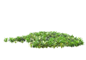 Realistic foliage isolated on transparent background. 3d rendering - illustration png