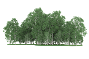 floresta realista isolada em fundo transparente. renderização 3D - ilustração png