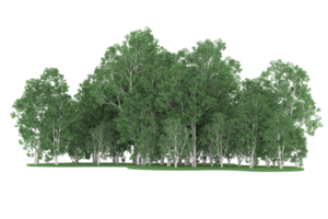 Realistic forest isolated on transparent background. 3d rendering - illustration png