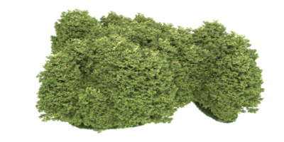 forêt réaliste isolée sur fond transparent. rendu 3d - illustration png