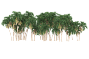 Palm trees isolated on transparent background. 3d rendering - illustration png