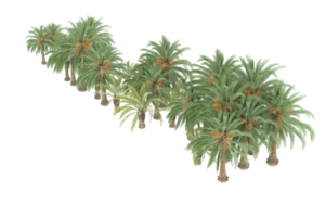 Palm trees isolated on transparent background. 3d rendering - illustration png