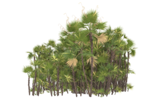 palm bomen geïsoleerd Aan transparant achtergrond. 3d renderen - illustratie png