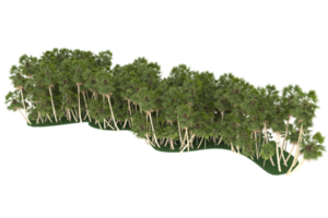 palm bomen geïsoleerd Aan transparant achtergrond. 3d renderen - illustratie png