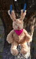 hare with long ears hang on a clothesline after washing and dry photo