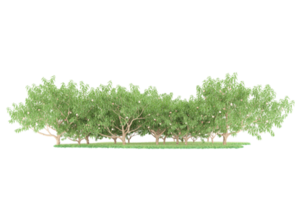 Realistic forest isolated on transparent background. 3d rendering - illustration png