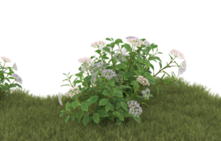 Realistic foliage isolated on transparent background. 3d rendering - illustration png