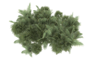 palm bomen geïsoleerd Aan transparant achtergrond. 3d renderen - illustratie png