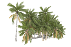 Palm trees isolated on transparent background. 3d rendering - illustration png