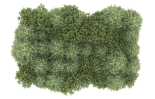 Realistic foliage isolated on transparent background. 3d rendering - illustration png