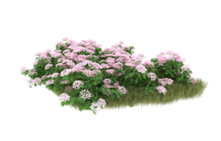 Realistic foliage isolated on transparent background. 3d rendering - illustration png