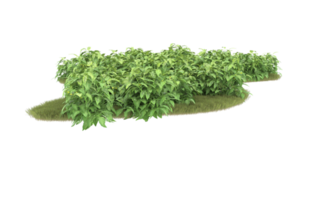 Realistic foliage isolated on transparent background. 3d rendering - illustration png