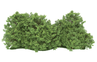 Realistic forest isolated on transparent background. 3d rendering - illustration png