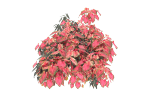 Realistic foliage isolated on transparent background. 3d rendering - illustration png