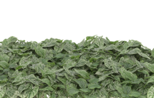 Realistic foliage isolated on transparent background. 3d rendering - illustration png