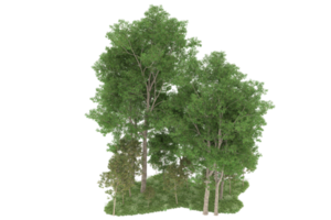 realistischer wald lokalisiert auf transparentem hintergrund. 3D-Rendering - Abbildung png