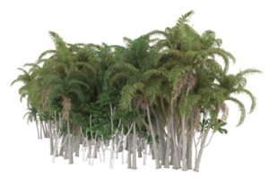Palm trees isolated on transparent background. 3d rendering - illustration png
