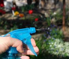 mano femenina sosteniendo una botella de plástico azul con líquido y rociando plantas con productos químicos foto