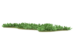 Realistic foliage isolated on transparent background. 3d rendering - illustration png