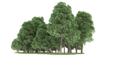 Realistic forest isolated on transparent background. 3d rendering - illustration png