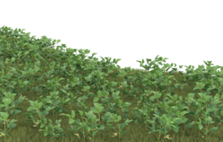 Realistic foliage isolated on transparent background. 3d rendering - illustration png