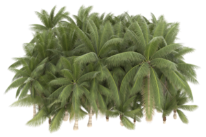 palm bomen geïsoleerd Aan transparant achtergrond. 3d renderen - illustratie png