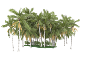 Palm trees isolated on transparent background. 3d rendering - illustration png