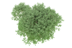 forêt réaliste isolée sur fond transparent. rendu 3d - illustration png