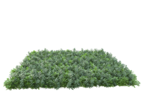 Realistic foliage isolated on transparent background. 3d rendering - illustration png