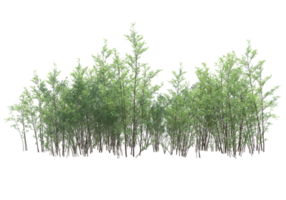 Realistic foliage isolated on transparent background. 3d rendering - illustration png