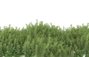 Realistic foliage isolated on transparent background. 3d rendering - illustration png