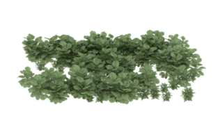 Realistic foliage isolated on transparent background. 3d rendering - illustration png