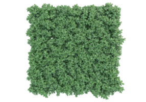 Realistic foliage isolated on transparent background. 3d rendering - illustration png