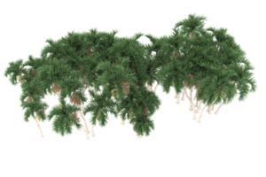 palma alberi isolato su trasparente sfondo. 3d interpretazione - illustrazione png