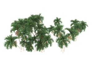 palm bomen geïsoleerd Aan transparant achtergrond. 3d renderen - illustratie png