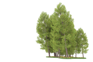 Realistic forest isolated on transparent background. 3d rendering - illustration png