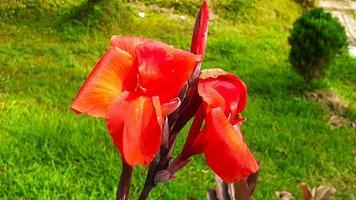 Red Canna Lily Flower in the Garden photo