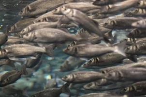 School of Silver Gray Fish photo